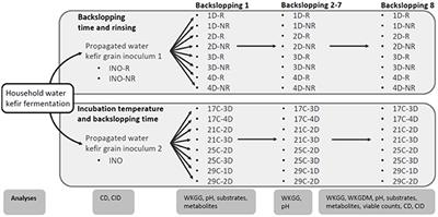 Backslopping Time, Rinsing of the Grains During Backslopping, and Incubation Temperature Influence the Water Kefir Fermentation Process